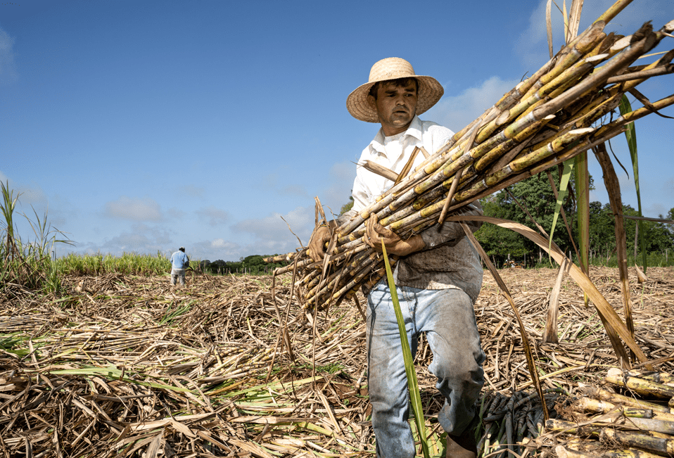 Productor de caña en la Huasteca